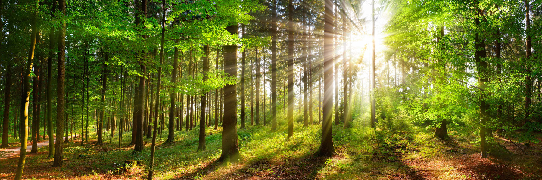 sun peeking through trees in forest