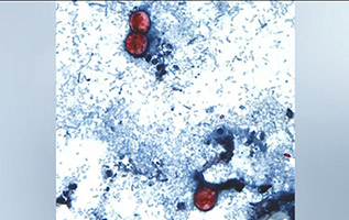 microscopic view of cells